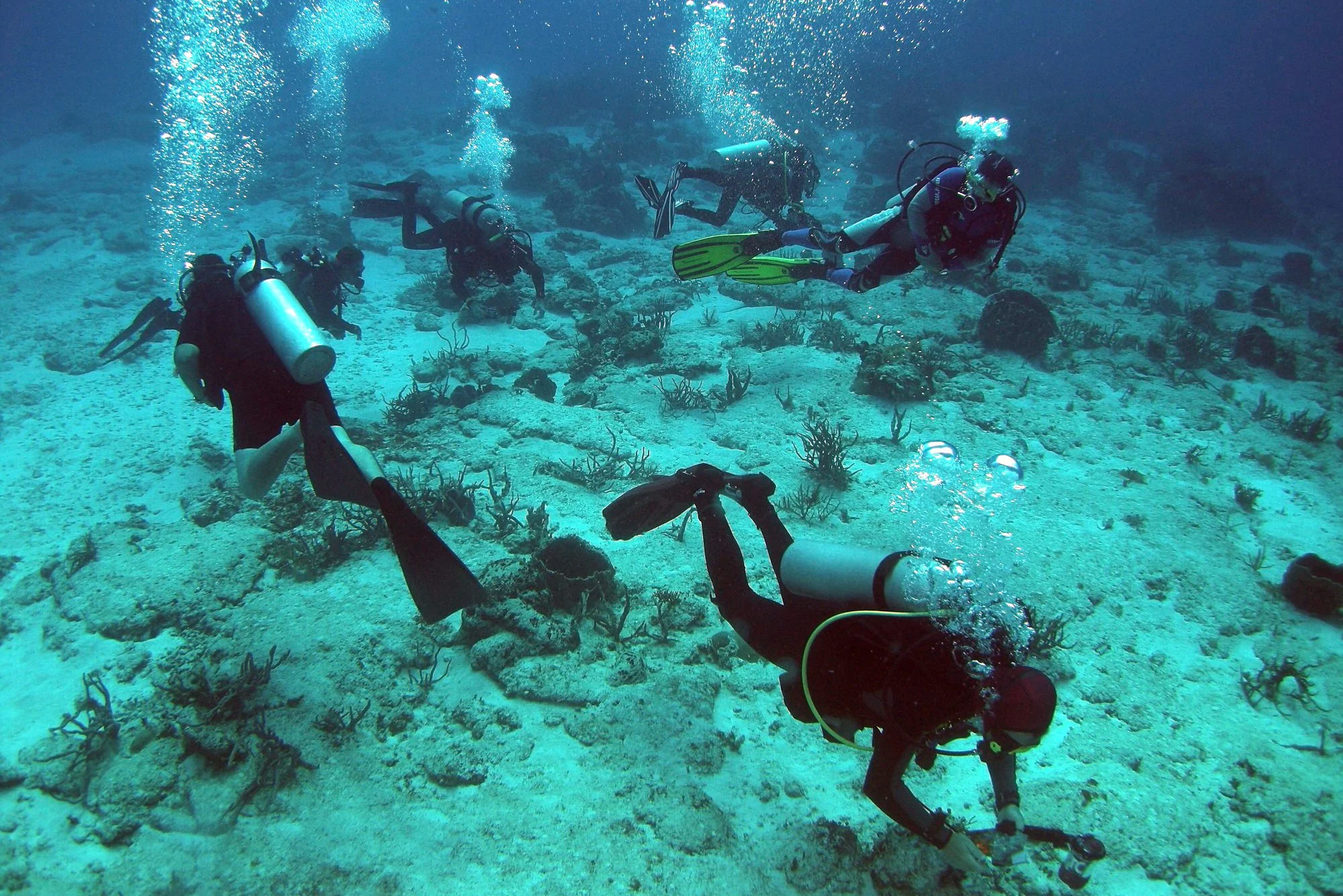 Foto do album Cozumel Subaquático